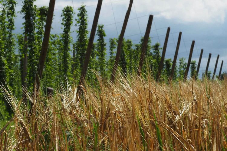 Sfeerafbeelding - Brouwerij Holevoort - Hop en gerst